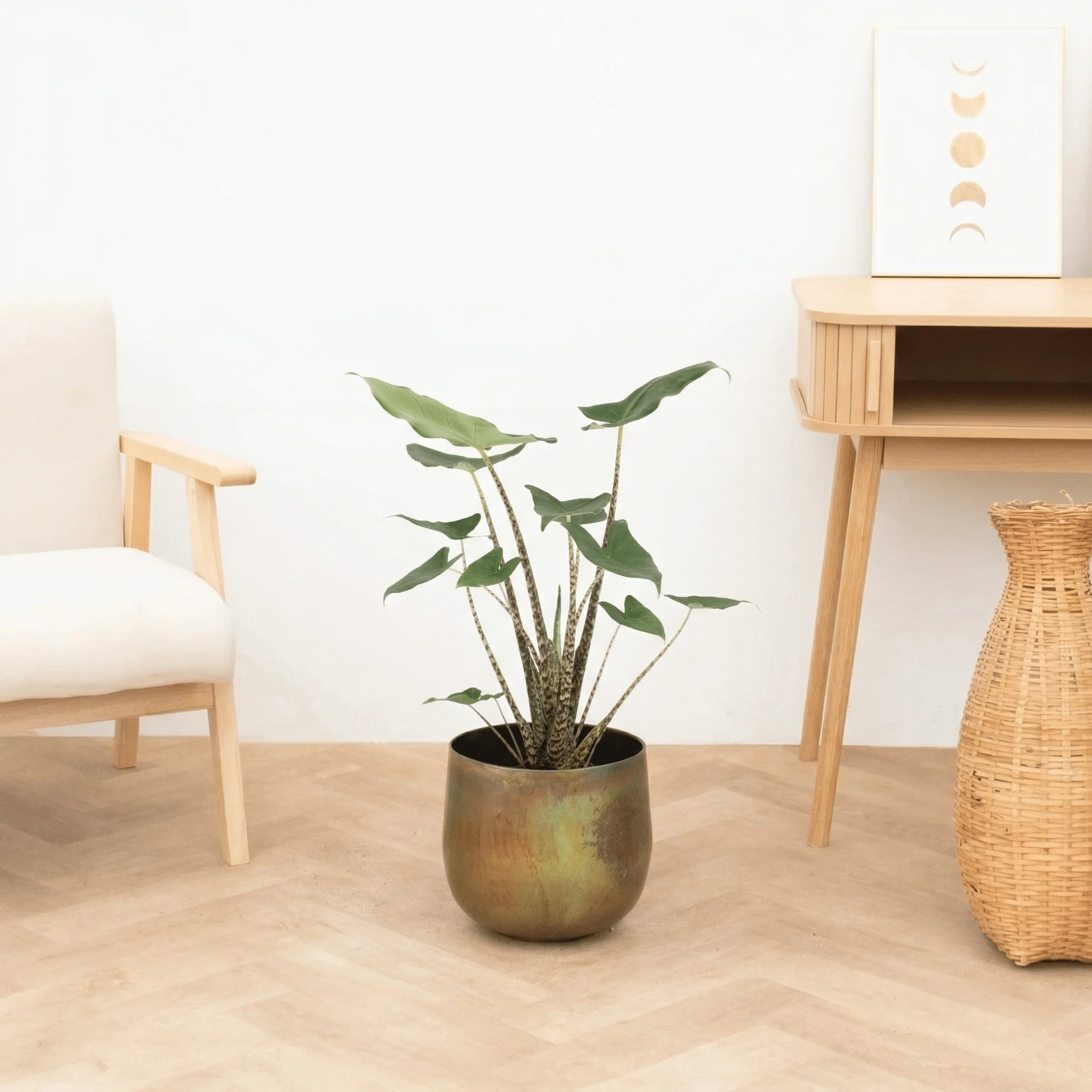 Populaire kamerplanten