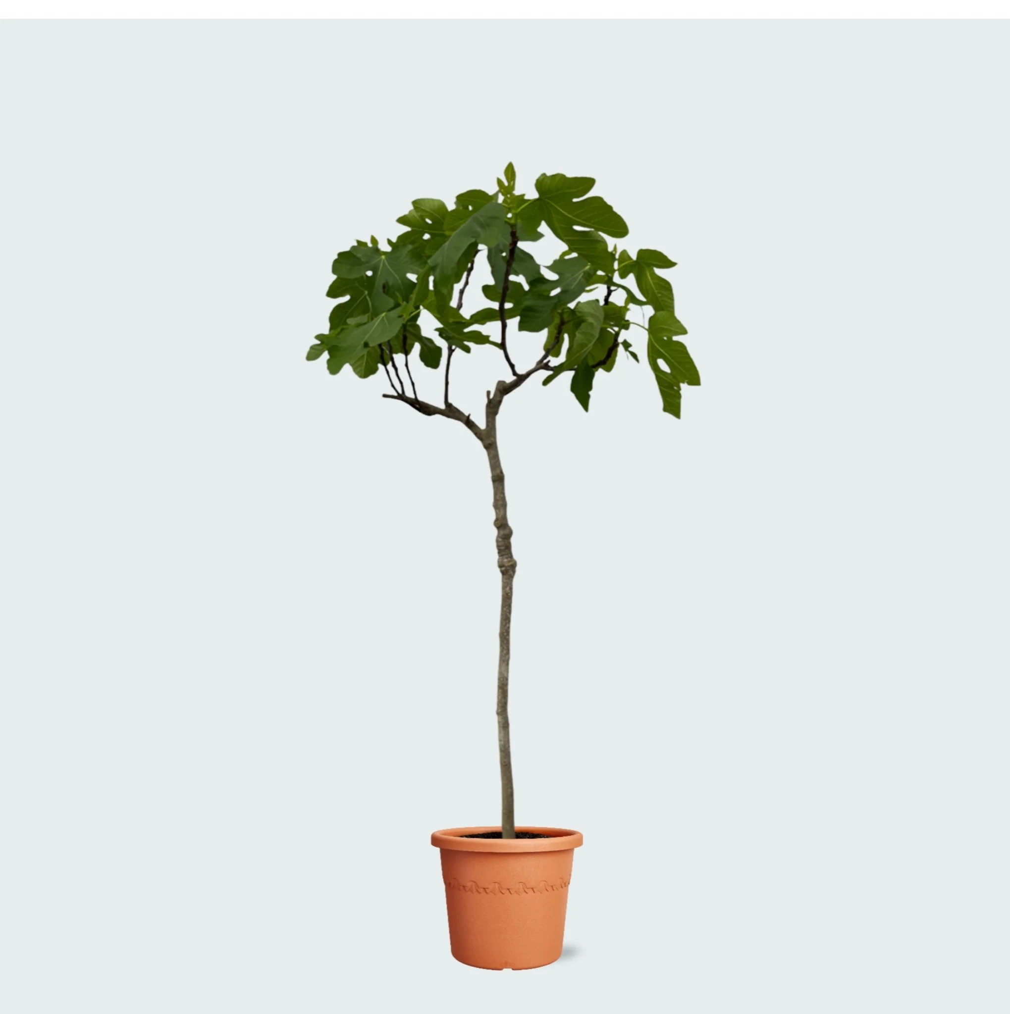 Populaire binnen-en buitenplanten