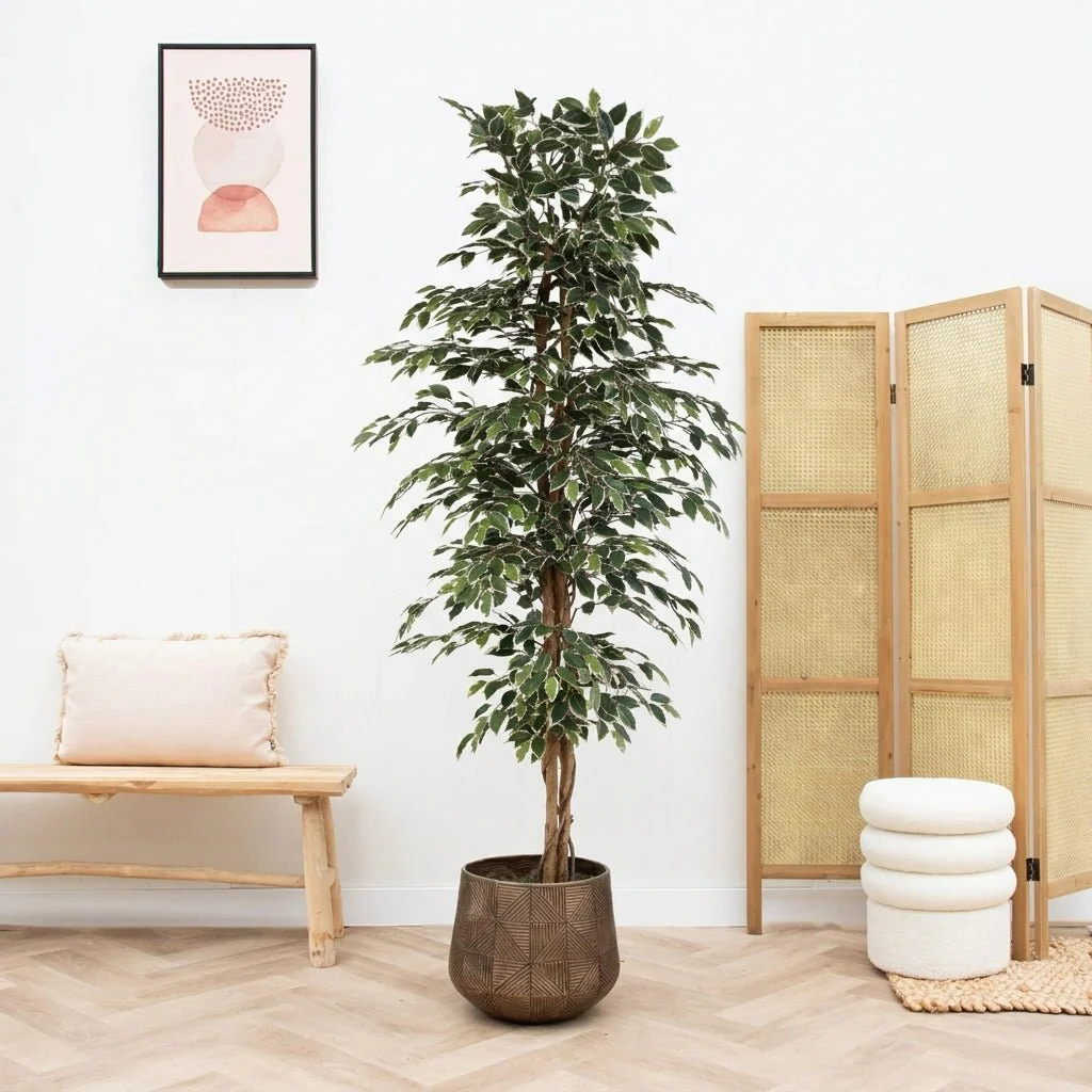 Kunst Ficus
